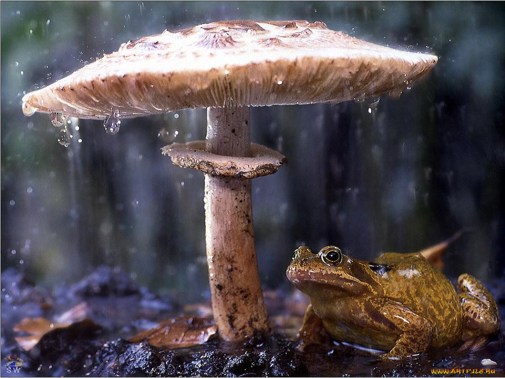 , 
